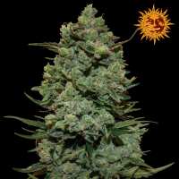 Read Ice cannabis seeds Reviews
